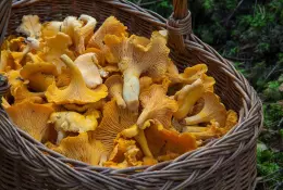 Právě v sezóně - houby